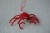 krab (3).jpg