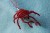 krab (6).jpg